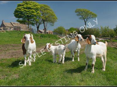 Ugandan Live Boer Goats