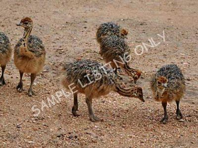 Uganda Ostrich Chicks