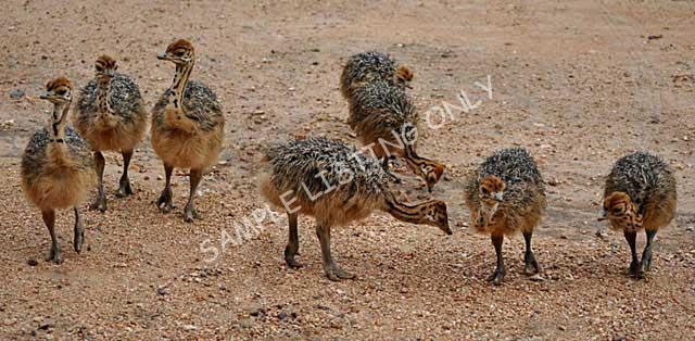 Uganda Ostrich Chicks