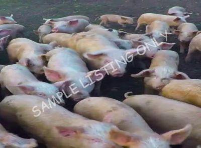 Uganda Healthy Pigs