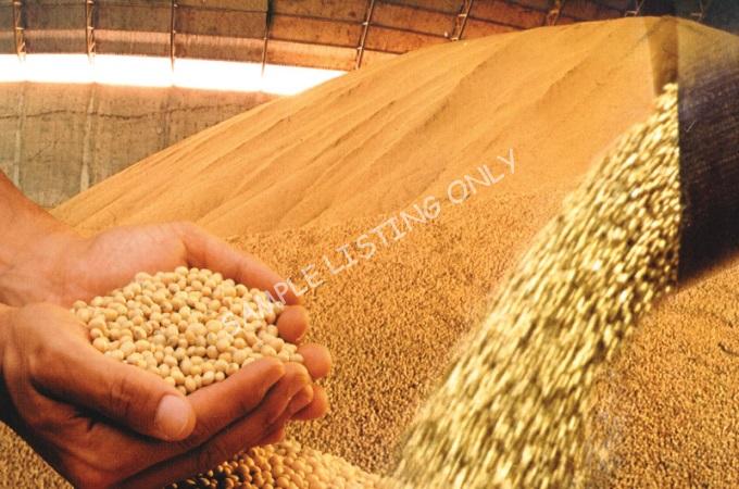 Fresh Dry Uganda Soya Beans