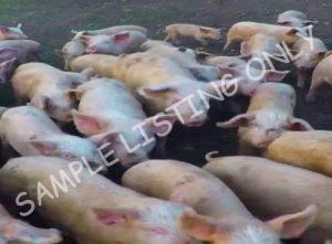 Uganda Healthy Pigs