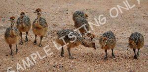 Uganda Guinea Fowls